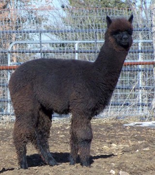 2007 Male Cria